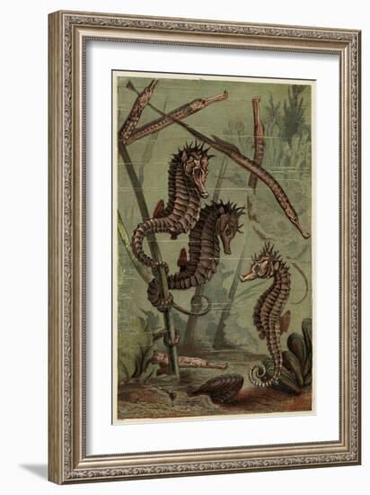 Sea-Horses and Pipe-Fish-null-Framed Art Print