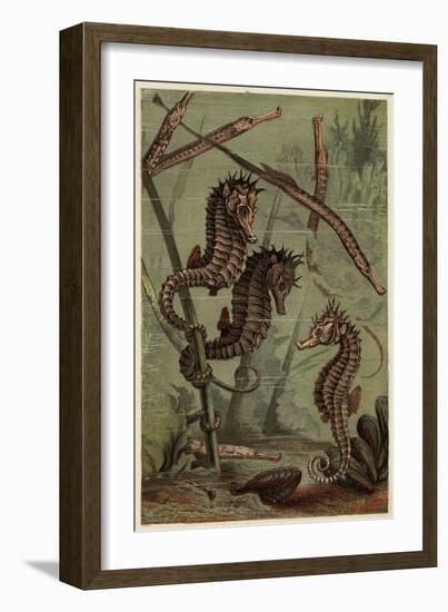 Sea-Horses and Pipe-Fish-null-Framed Art Print