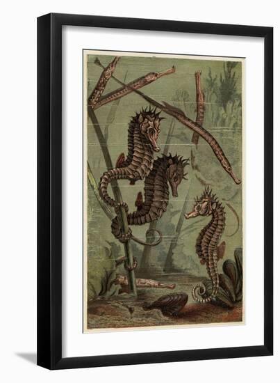 Sea-Horses and Pipe-Fish-null-Framed Art Print