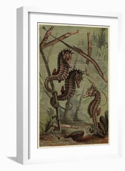 Sea-Horses and Pipe-Fish-null-Framed Art Print