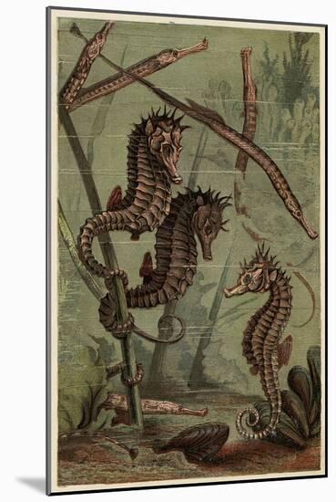 Sea-Horses and Pipe-Fish-null-Mounted Art Print