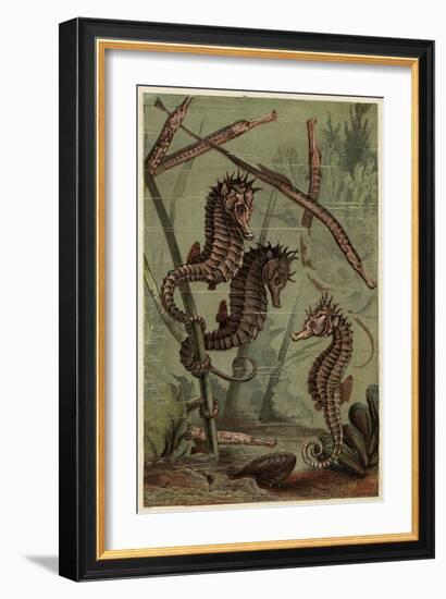 Sea-Horses and Pipe-Fish-null-Framed Art Print