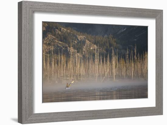 Sea Kayaking Jackson Lake In Grand Teton National Park, WY-Justin Bailie-Framed Photographic Print