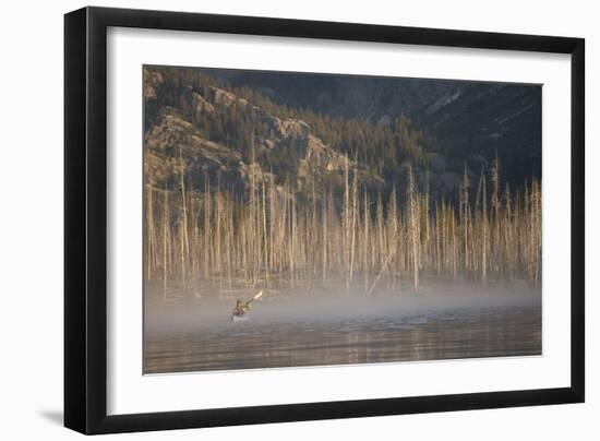 Sea Kayaking Jackson Lake In Grand Teton National Park, WY-Justin Bailie-Framed Photographic Print