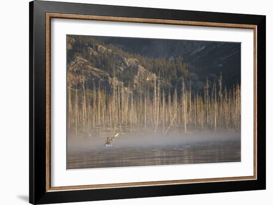 Sea Kayaking Jackson Lake In Grand Teton National Park, WY-Justin Bailie-Framed Photographic Print