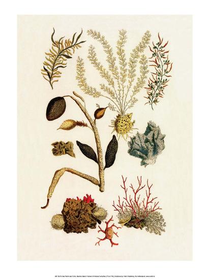 Sea Lace Red Coral Cabinet Of Natural Curiosities 1734 1765