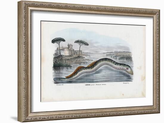 Sea Lamprey, 1863-79-Raimundo Petraroja-Framed Giclee Print