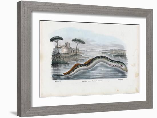Sea Lamprey, 1863-79-Raimundo Petraroja-Framed Giclee Print
