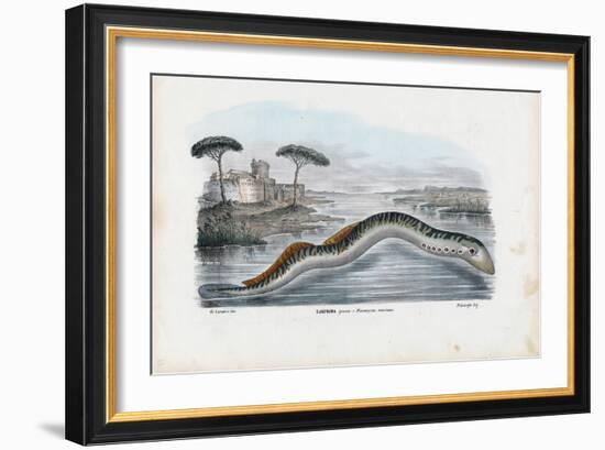 Sea Lamprey, 1863-79-Raimundo Petraroja-Framed Giclee Print