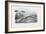 Sea Lamprey, 1863-79-Raimundo Petraroja-Framed Giclee Print