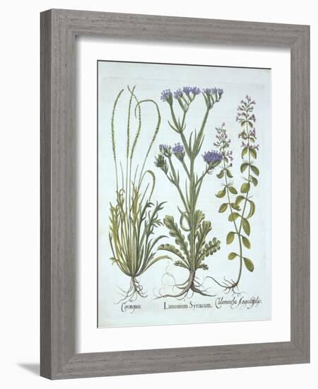 Sea Lavender, Swine Cress, Calamint, from 'Hortus Eystettensis', by Basil Besler (1561-1629), Pub.-German School-Framed Giclee Print