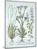 Sea Lavender, Swine Cress, Calamint, from 'Hortus Eystettensis', by Basil Besler (1561-1629), Pub.-German School-Mounted Giclee Print