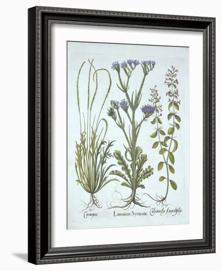 Sea Lavender, Swine Cress, Calamint, from 'Hortus Eystettensis', by Basil Besler (1561-1629), Pub.-German School-Framed Giclee Print