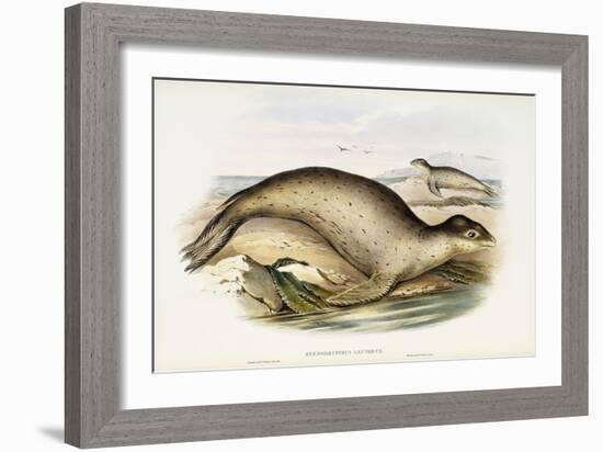 Sea Leopard-John Gould-Framed Giclee Print