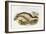 Sea Leopard-John Gould-Framed Giclee Print