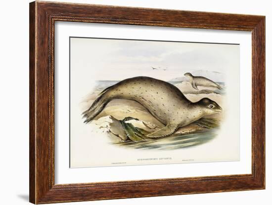 Sea Leopard-John Gould-Framed Giclee Print