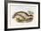 Sea Leopard-John Gould-Framed Giclee Print