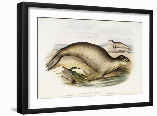 Sea Leopard-John Gould-Framed Giclee Print