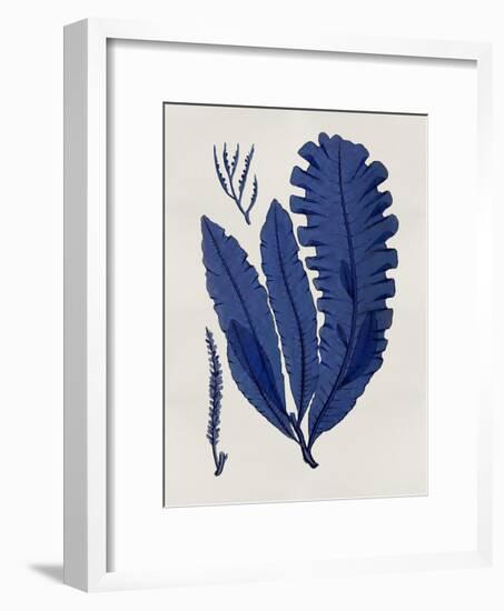 Sea Life - Indigo IV-Melonie Miller-Framed Giclee Print