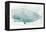 Sea Life V-Sara Zieve-Framed Stretched Canvas