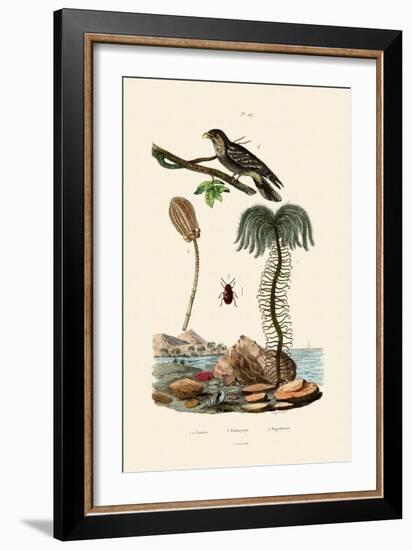 Sea Lily, 1833-39-null-Framed Giclee Print