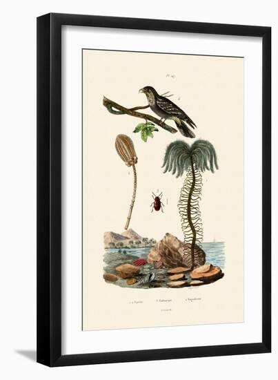 Sea Lily, 1833-39-null-Framed Giclee Print