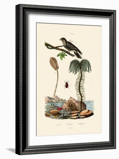Sea Lily, 1833-39-null-Framed Giclee Print