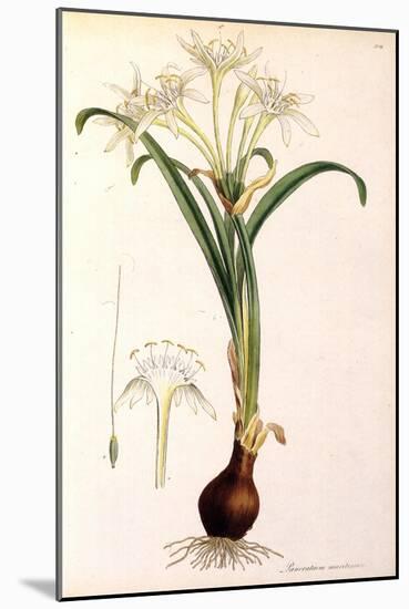 Sea Lily-James Sowerby-Mounted Giclee Print