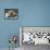 Sea Lion and Pup, Santa Cruz Island, Galapagos, Ecuador, South America-Rolf Richardson-Framed Premier Image Canvas displayed on a wall