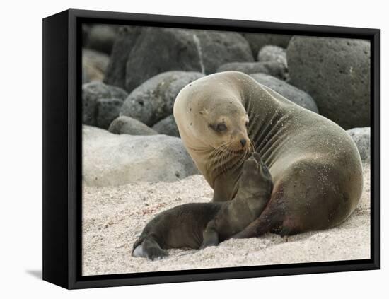 Sea Lion and Pup, Santa Cruz Island, Galapagos, Ecuador, South America-Rolf Richardson-Framed Premier Image Canvas