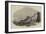 Sea-Lion Hunt Off Callao, Coast of Peru-null-Framed Giclee Print