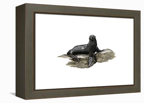 Sea Lion - Icon-Lantern Press-Framed Stretched Canvas
