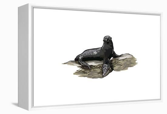 Sea Lion - Icon-Lantern Press-Framed Stretched Canvas