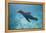 Sea Lion in the Ocean-DLILLC-Framed Premier Image Canvas