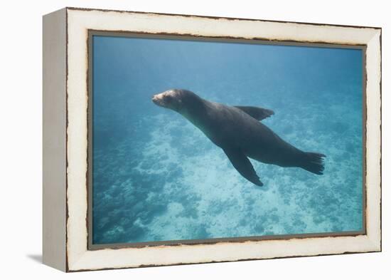 Sea Lion in the Ocean-DLILLC-Framed Premier Image Canvas