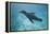 Sea Lion in the Ocean-DLILLC-Framed Premier Image Canvas