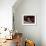 Sea Lion (Otaria flavescens), Ballestas Islands near Paracas, Ica Region, Peru, South America-Karol Kozlowski-Framed Photographic Print displayed on a wall