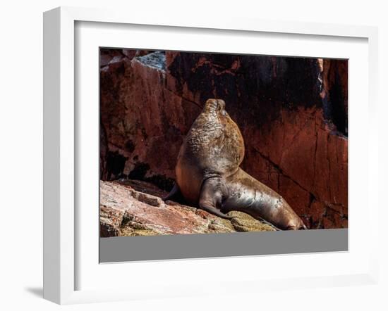 Sea Lion (Otaria flavescens), Ballestas Islands near Paracas, Ica Region, Peru, South America-Karol Kozlowski-Framed Photographic Print