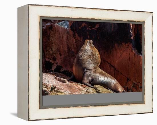 Sea Lion (Otaria flavescens), Ballestas Islands near Paracas, Ica Region, Peru, South America-Karol Kozlowski-Framed Premier Image Canvas