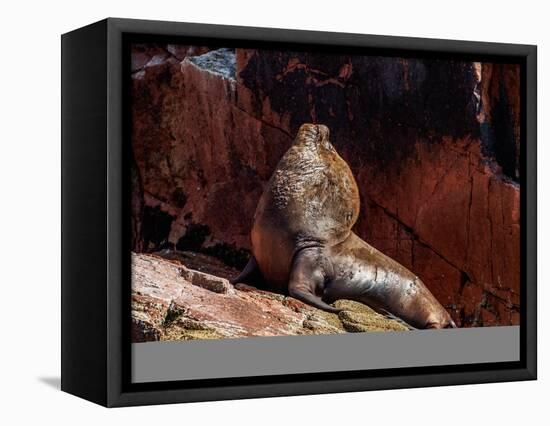 Sea Lion (Otaria flavescens), Ballestas Islands near Paracas, Ica Region, Peru, South America-Karol Kozlowski-Framed Premier Image Canvas