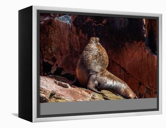 Sea Lion (Otaria flavescens), Ballestas Islands near Paracas, Ica Region, Peru, South America-Karol Kozlowski-Framed Premier Image Canvas