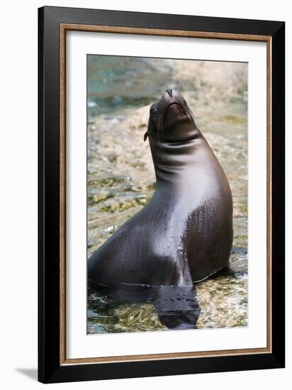 Sea Lion Perching-Lantern Press-Framed Art Print