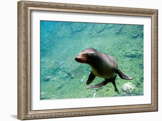 Sea Lion Solo Swimming-Lantern Press-Framed Art Print