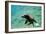 Sea Lion Solo Swimming-Lantern Press-Framed Art Print