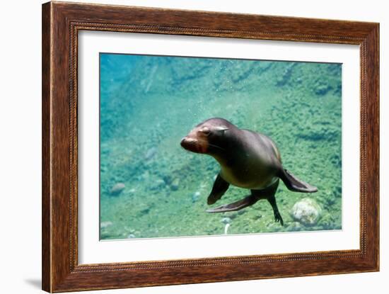 Sea Lion Solo Swimming-Lantern Press-Framed Art Print