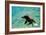 Sea Lion Solo Swimming-Lantern Press-Framed Art Print
