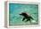 Sea Lion Solo Swimming-Lantern Press-Framed Stretched Canvas