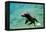 Sea Lion Solo Swimming-Lantern Press-Framed Stretched Canvas