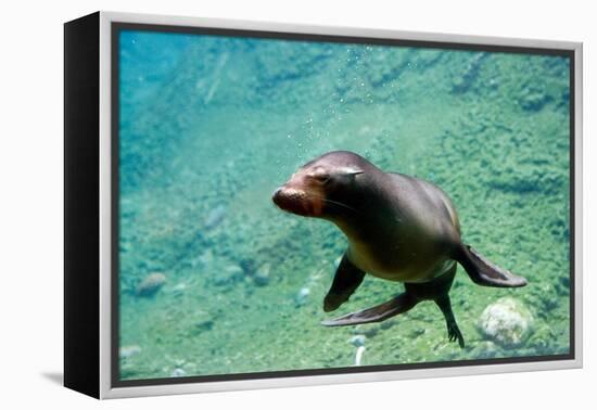 Sea Lion Solo Swimming-Lantern Press-Framed Stretched Canvas