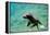 Sea Lion Solo Swimming-Lantern Press-Framed Stretched Canvas